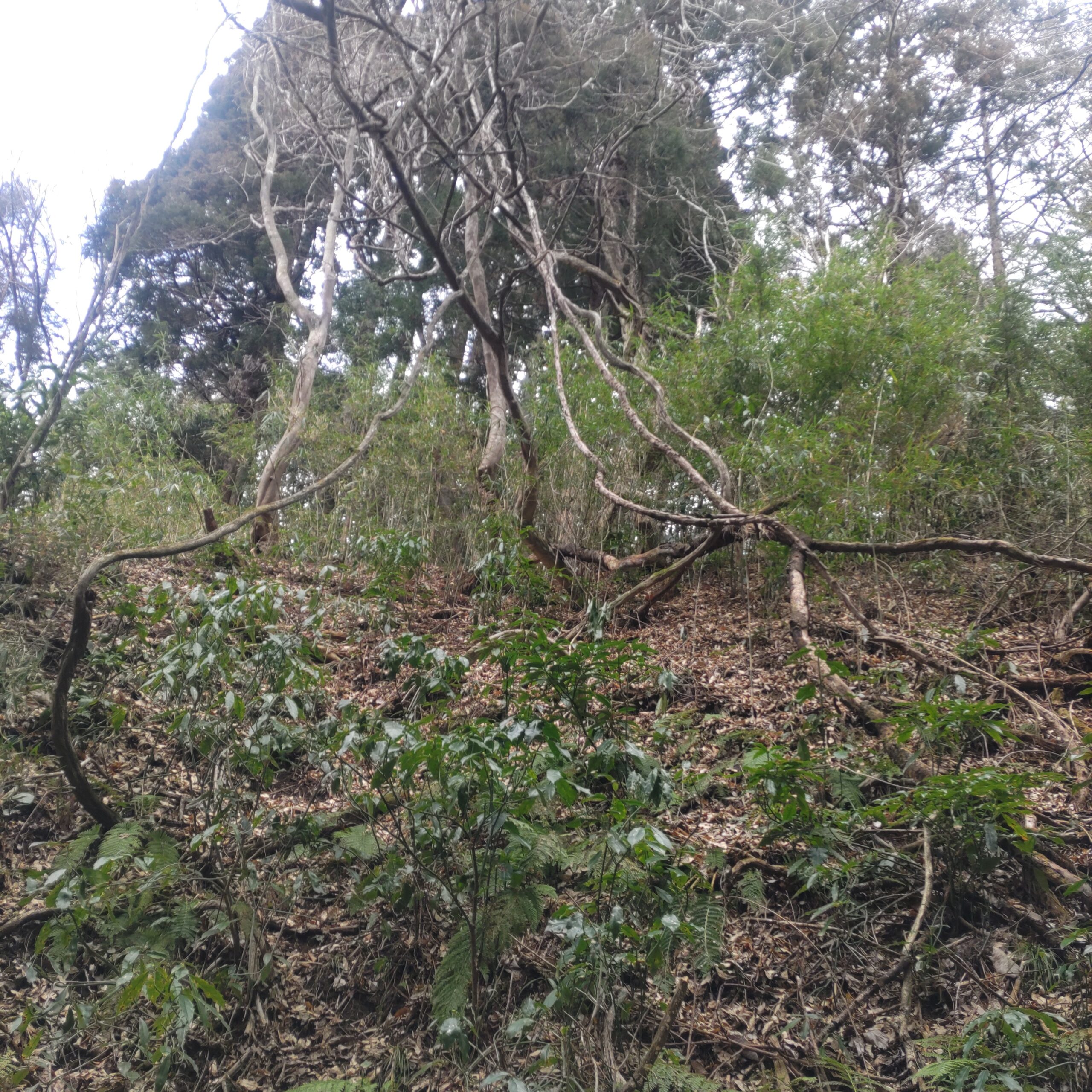 木に登っている太めの山ぶどうの蔓