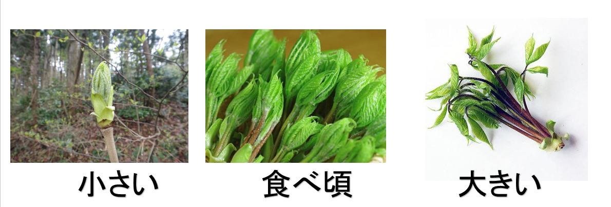 コシアブラの見分け方