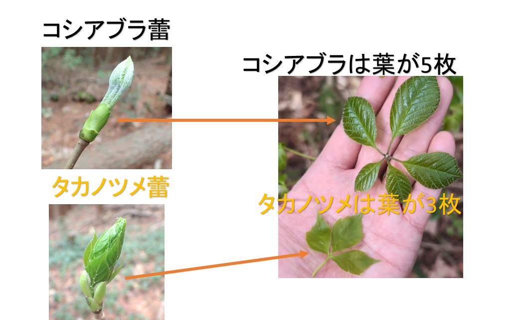 コシアブラとタカノツメの違い・見分け方