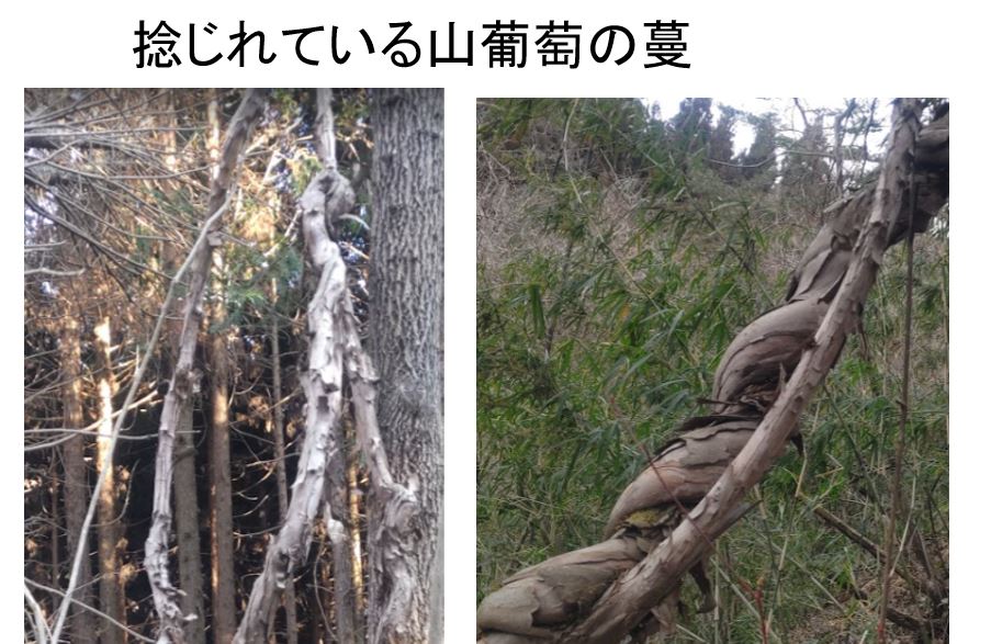 ヒゴに適さない山葡萄の蔓