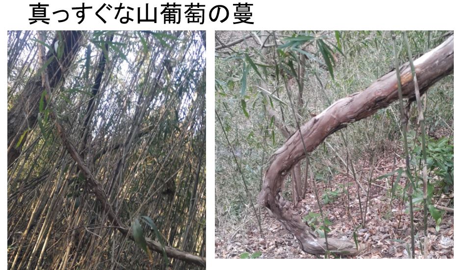 ヒゴに適した山葡萄の蔓