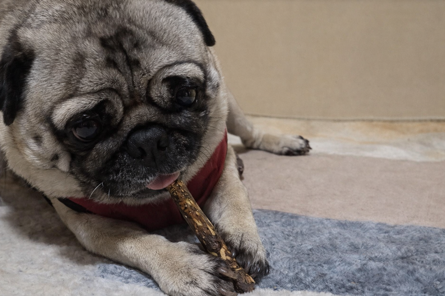 クロモジ　かじり棒に夢中の太助君